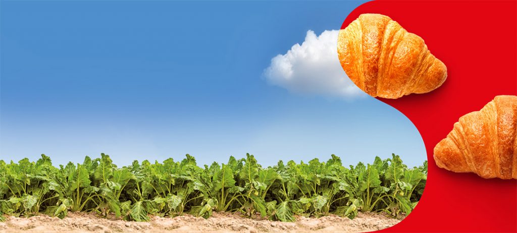 Pole buraków cukrowych na błękitnym tle oraz dwa croissanty