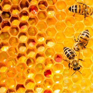 API Bee Feed Image