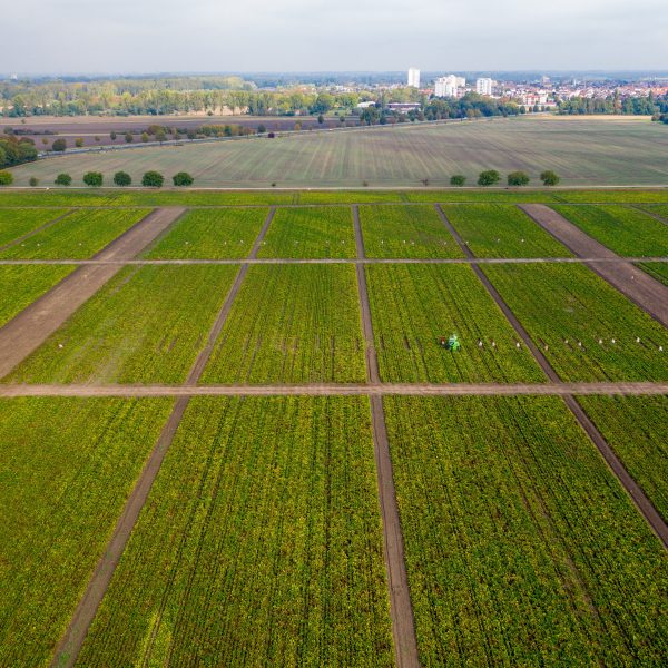 Vue aérienne de champs de culture de betteraves à sucre