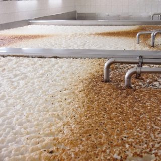 fermentation process