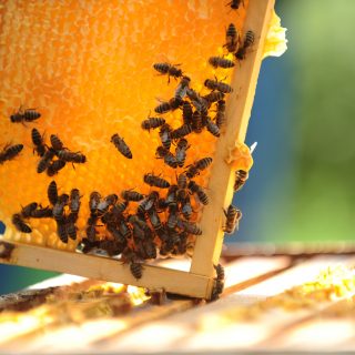 Biene auf Wabe, Bees on a hive