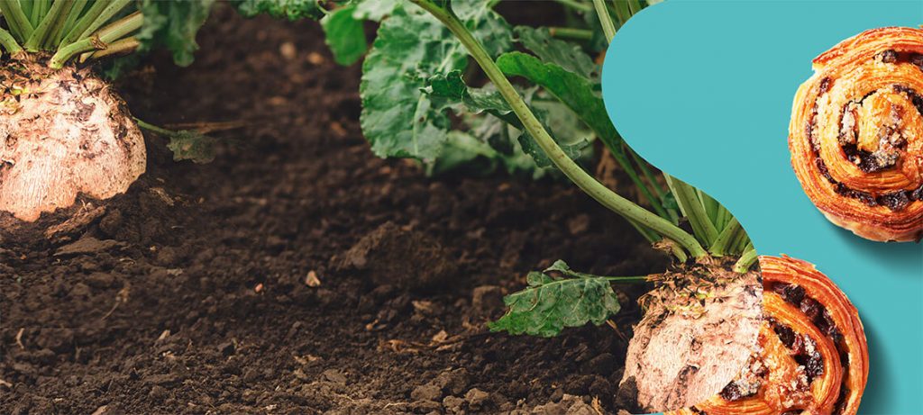 Sugar beet and cultivation Zuckerrübe und -anbau Betterave sucrière et culture Buraki cukrowe i ich uprawa