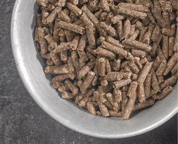 Sugar Beet Pulp Pellets Image