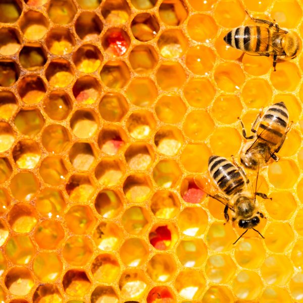 bees in beehive