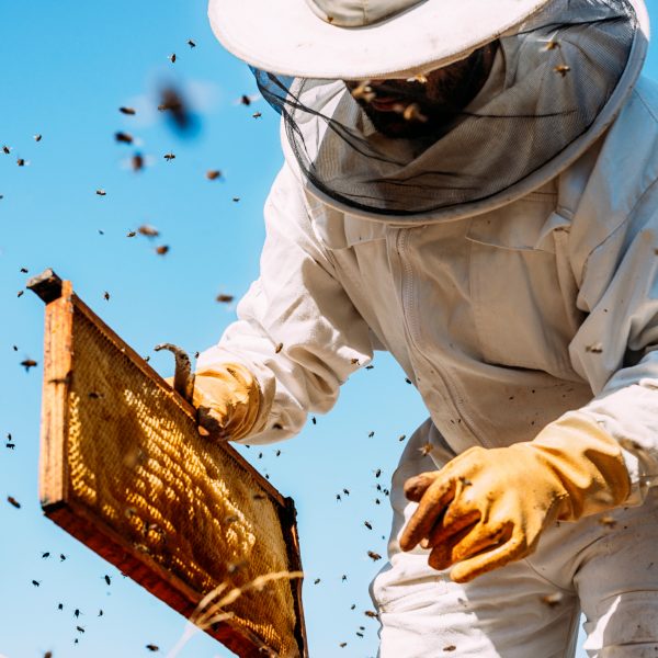 man at bee hive