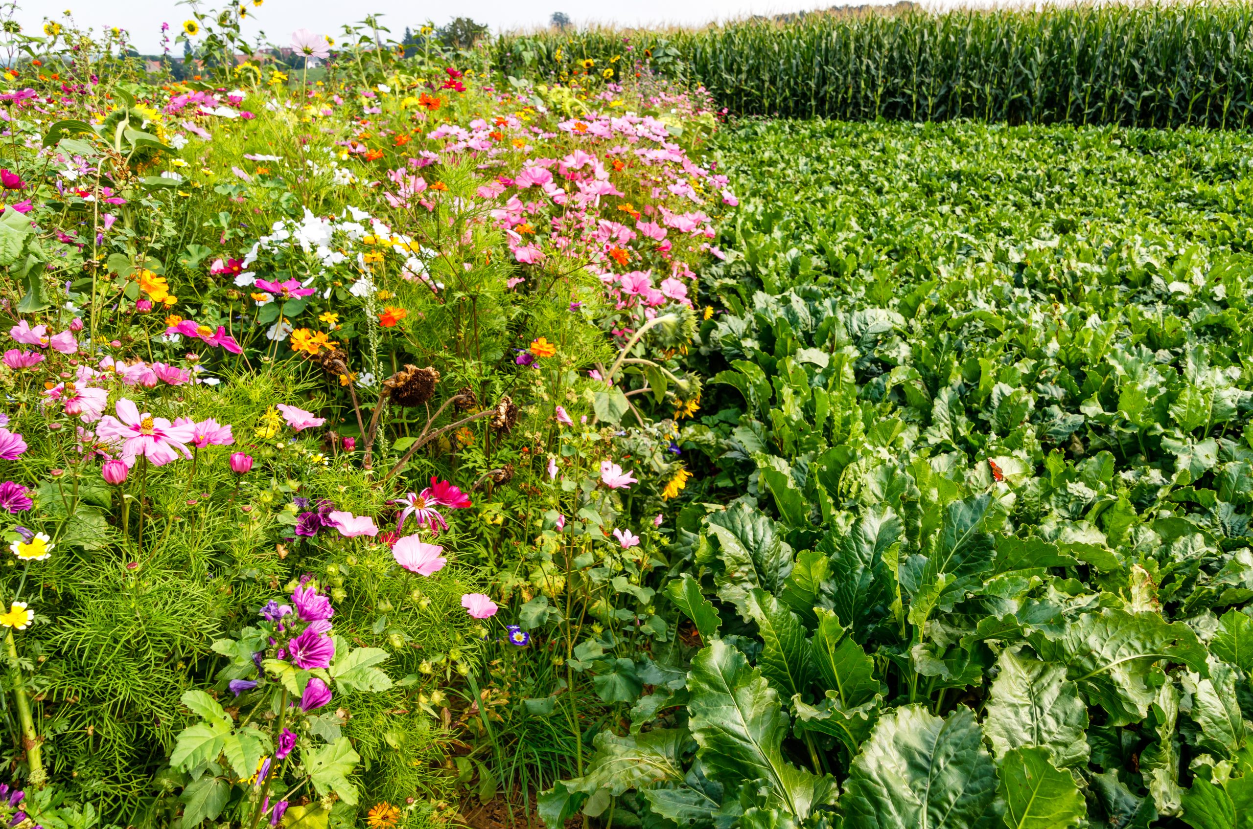 Champ de betterave entourée d'une bande fleurie