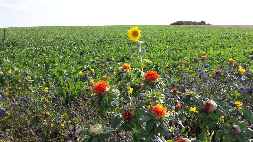 Biodiversität: Interview mit unserem Zuckerrübenbauer zum Thema Blühstreifen Image