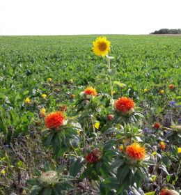 Biodiversity: Interview with a Südzucker sugar beet grower regarding his flower strips Image