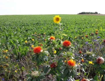 Biodiversity: Interview with a Südzucker sugar beet grower regarding his flower strips Image