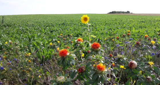 Biodiversity: Interview with a Südzucker sugar beet grower regarding his flower strips Image