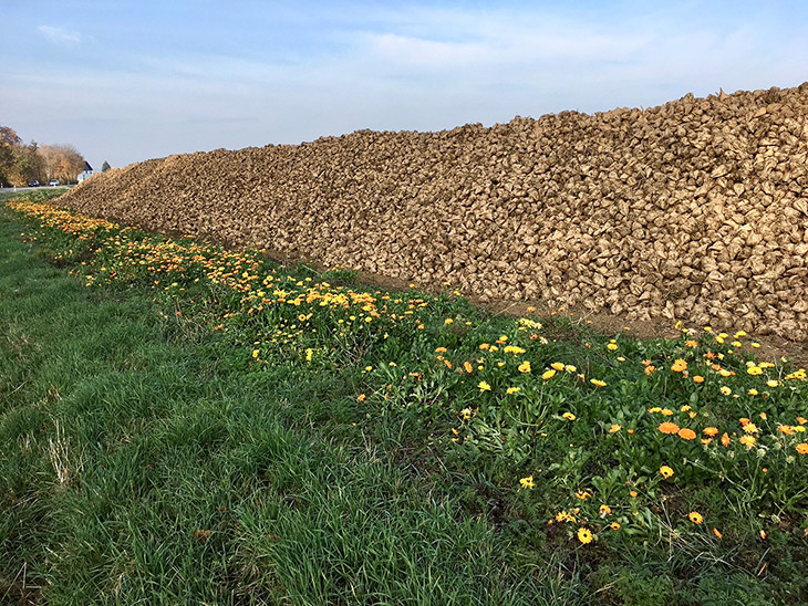 Bande fleurie longeant une culture de betteraves sucrières