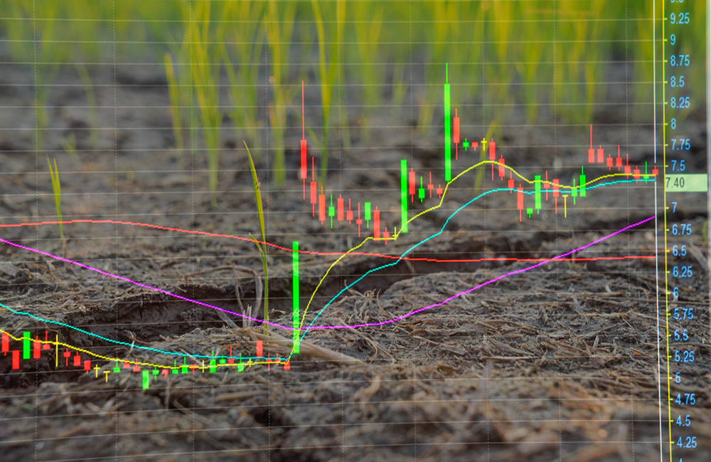 World sugar market price signals may promote better decision-making Image