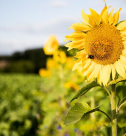 Südzucker Research on the Impact of Flower Strips on Biodiversity Image