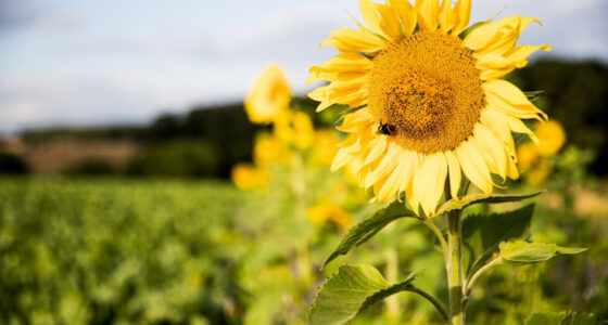 Südzucker Research on the Impact of Flower Strips on Biodiversity Image