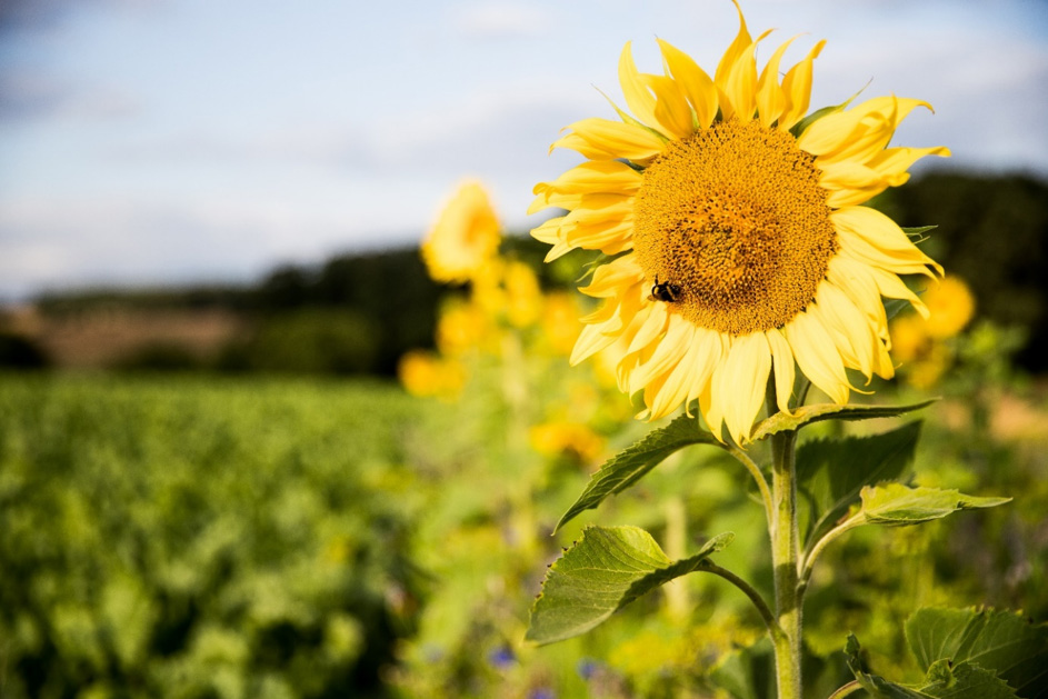 Südzucker Research on the Impact of Flower Strips on Biodiversity Image