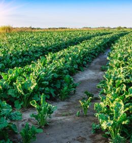 Sugar Beets as a Central Crop in Crop Rotation Fostering Biodiversity and Soil Health Image