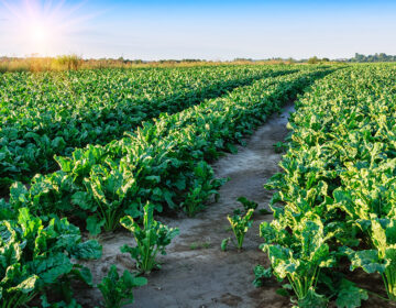 Sugar Beets as a Central Crop in Crop Rotation Fostering Biodiversity and Soil Health Image