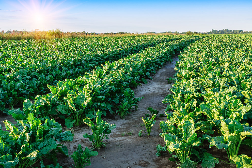 Sugar Beets as a Central Crop in Crop Rotation Fostering Biodiversity and Soil Health Image