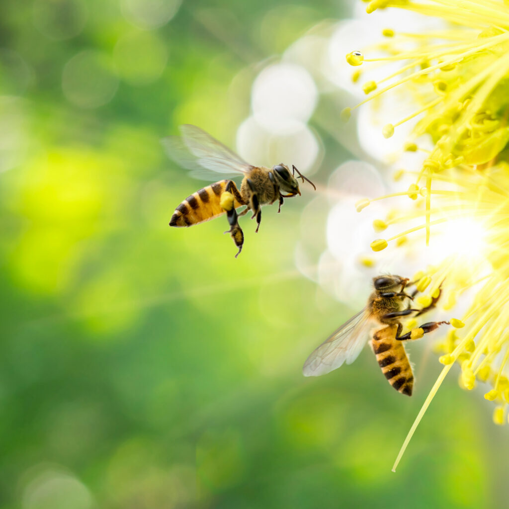 Bees collectiong Pollen