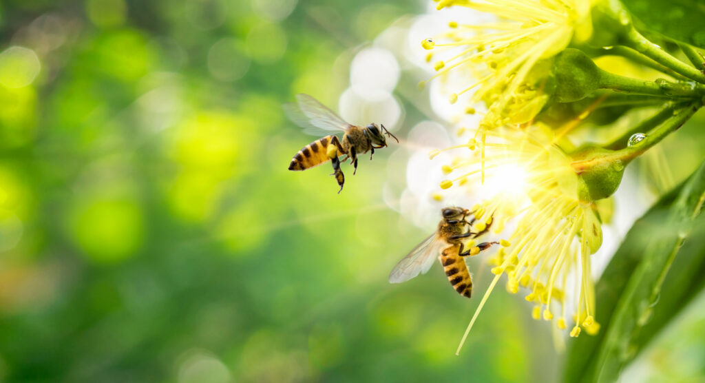 Feeding Bees Outside the Flowering Season Image