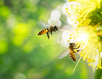 Feeding Bees Outside the Flowering Season Image