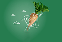 The Sugar Beet Image