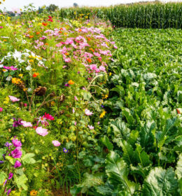 Favoriser la biodiversité chez Südzucker – Intégrer la nature dans la prise de décision Image