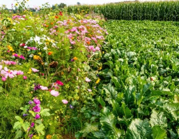 Favoriser la biodiversité chez Südzucker – Intégrer la nature dans la prise de décision Image