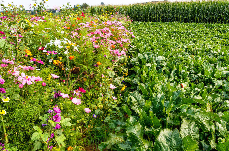 Favoriser la biodiversité chez Südzucker – Intégrer la nature dans la prise de décision Image