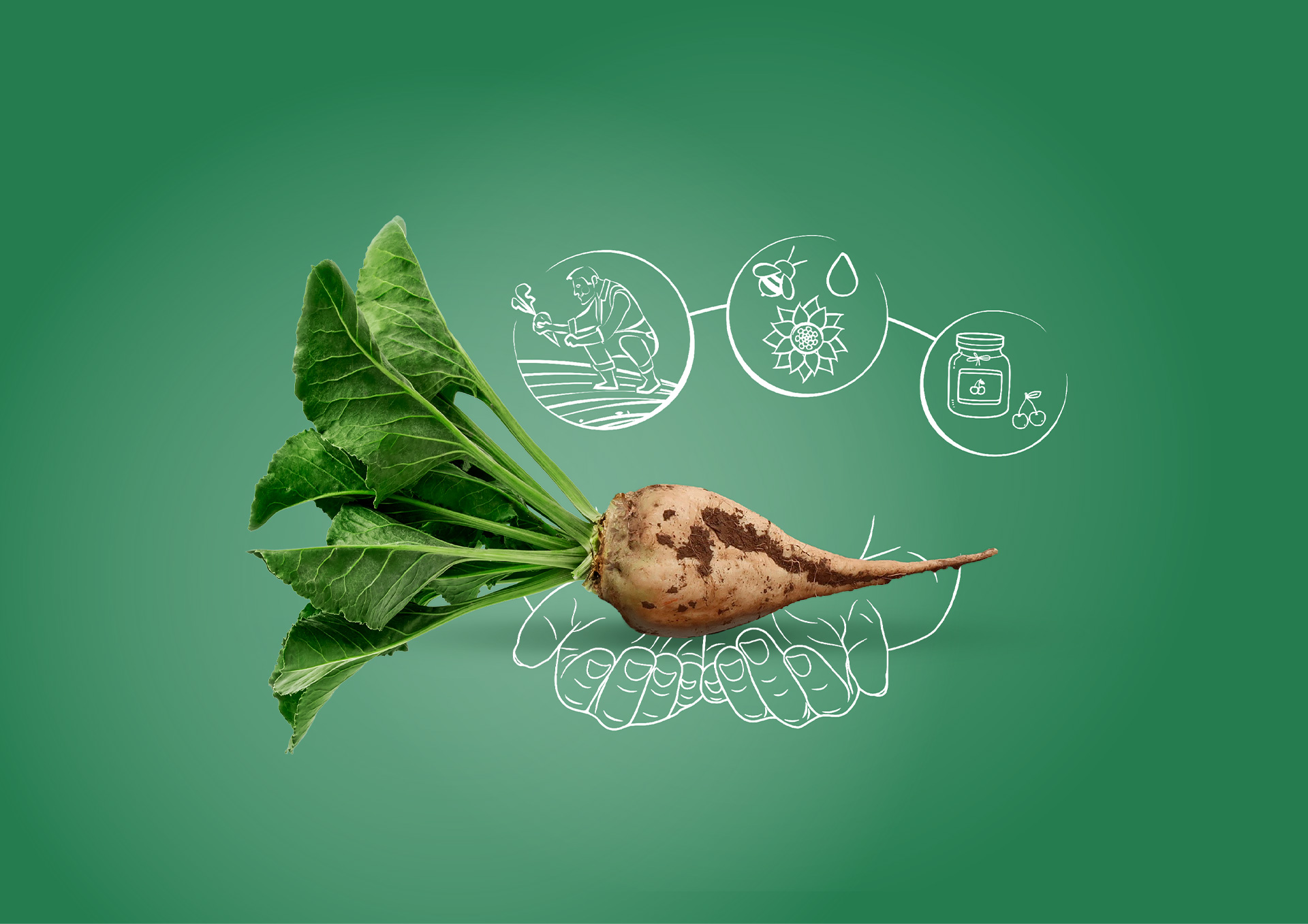 Sugar Beet