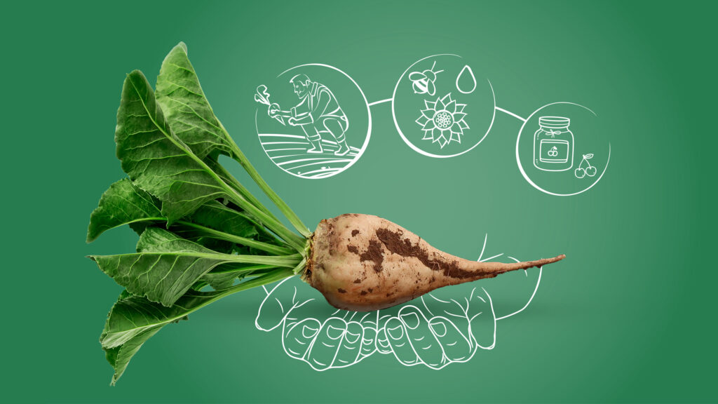picture of sugar beet and drawings