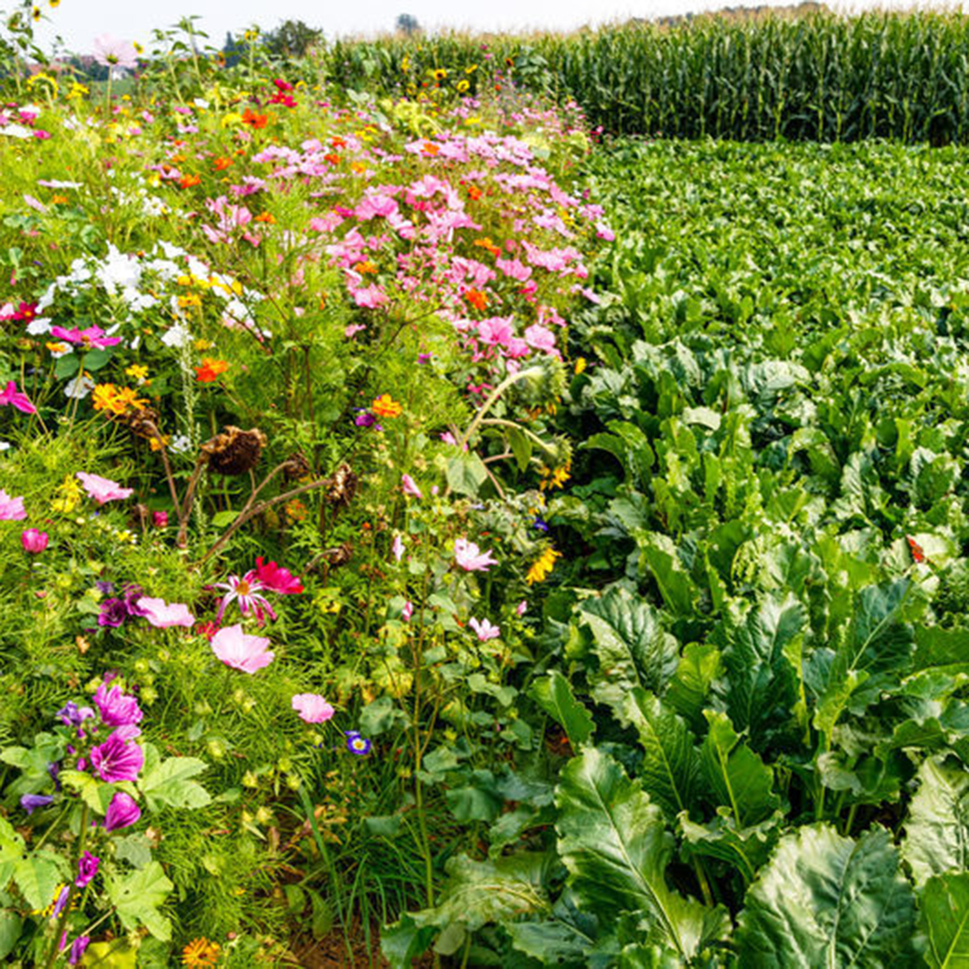 flowers on a field