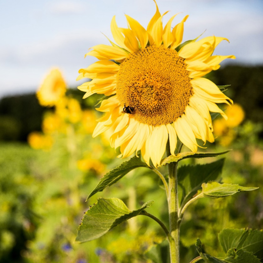 sunflower with a bee