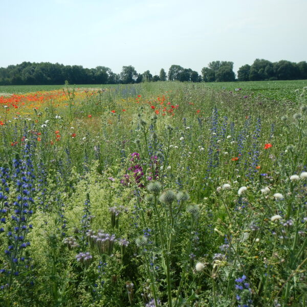 Blühstreifen und ihre Auswirkungen auf Biodiversität Image