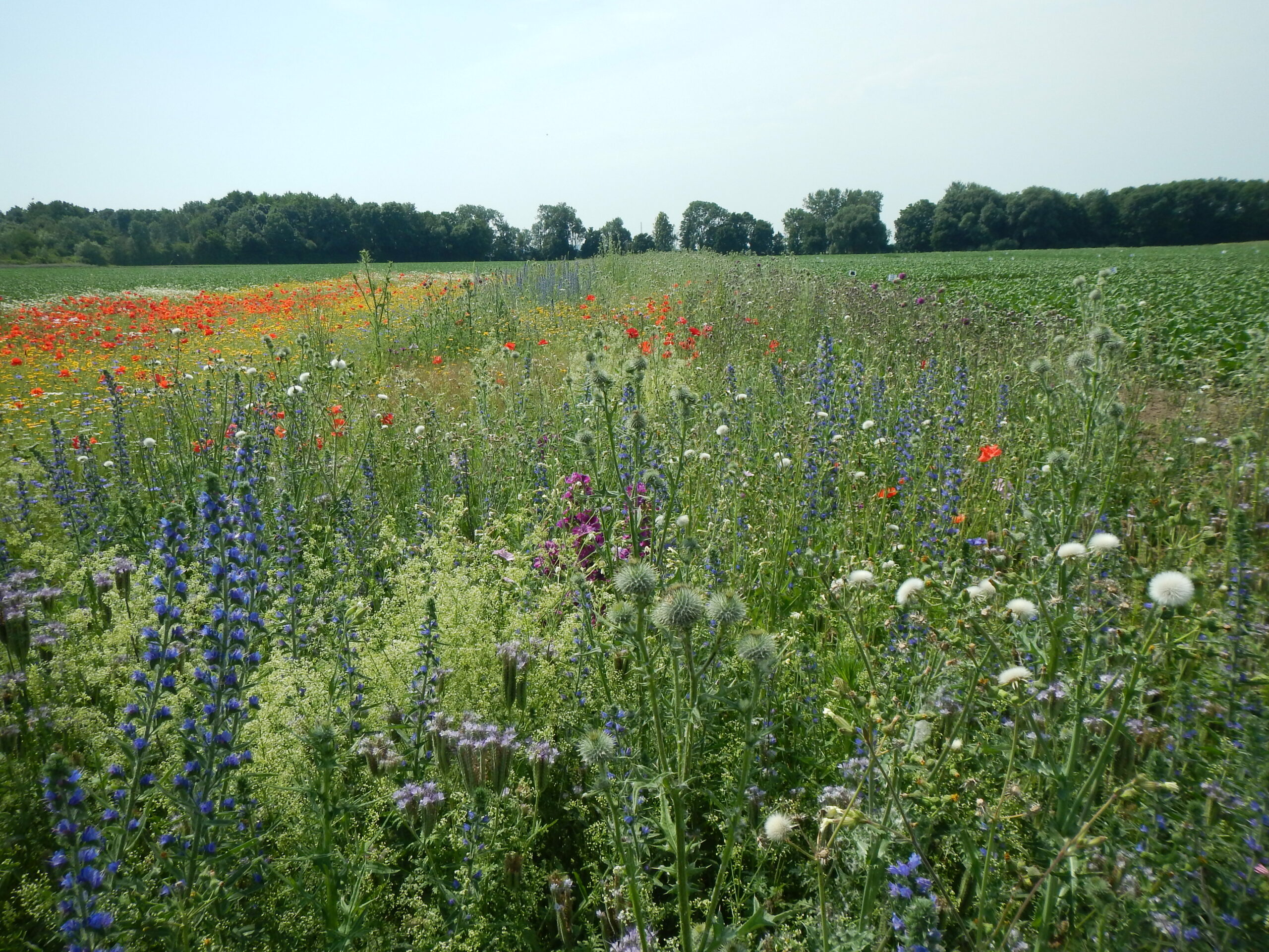 Biodiversity on a Flower Strip
