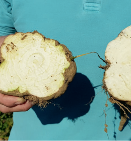 Enjeu pour les cultivateurs de betteraves et l’industrie du sucre : Südzucker réunit des forces pour combattre le SBR Image