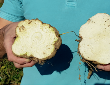 Challenge for Beet Growers and the Sugar Industry: Südzucker Joins Forces to Combat SBR Image