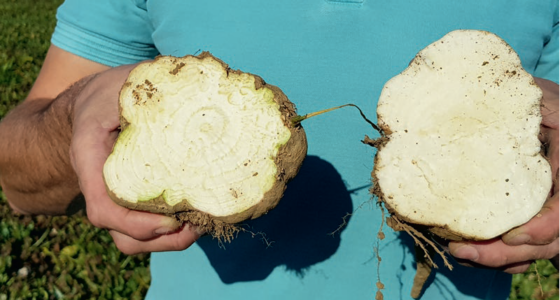 Enjeu pour les cultivateurs de betteraves et l’industrie du sucre : Südzucker réunit des forces pour combattre le SBR Image