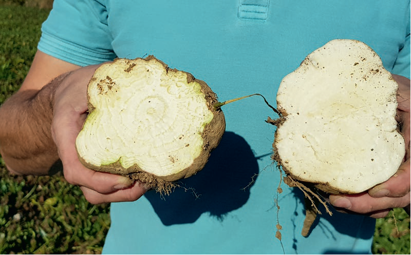 Enjeu pour les cultivateurs de betteraves et l’industrie du sucre : Südzucker réunit des forces pour combattre le SBR Image