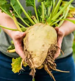 Major Ingredient Players Unite to Support Sustainable Farming Image