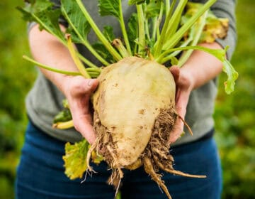 Major Ingredient Players Unite to Support Sustainable Farming Image