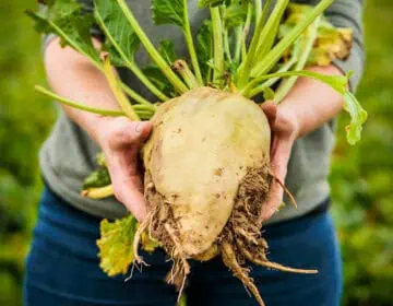 Lebensmittelindustrie und Landwirte setzen sich gemeinsam für nachhaltigere Anbaumethoden ein Image