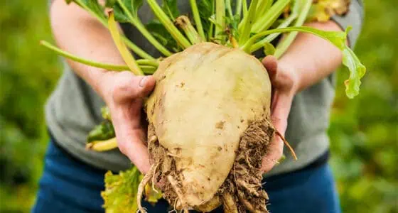 Une association d’acteurs majeurs soutient l’agriculture durable Image