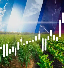 Round and Round the Cycles of the World Sugar Markets Turn Image