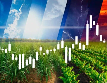Round and Round the Cycles of the World Sugar Markets Turn Image