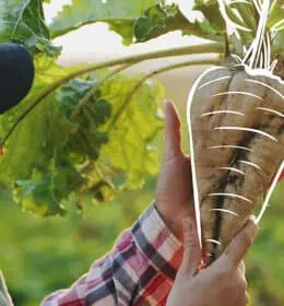 How Südzucker’s Sugar Division Promotes Regenerative Agriculture Image