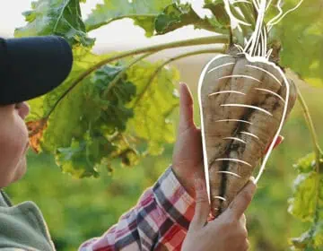 W jaki sposób Dział ds. Cukru firmy Südzucker promuje regeneracyjne rolnictwo Image