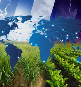 Artykuł gościnny Juliana Price’a na temat rozwoju globalnego rynku cukru Image