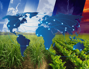 Is the Global Sugar Market Drifting Towards a New Equilibrium? Image
