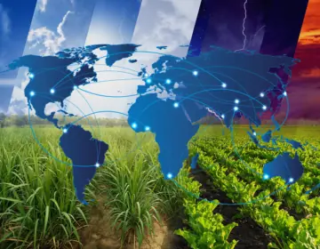 Gast Beitrag von Julian Price über die Entwicklung des weltweiten Zuckermarktes Image